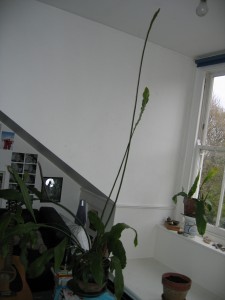 RTEmagicP_Picture_001