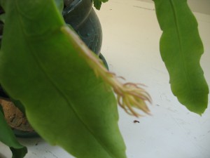 RTEmagicP_Picture_004