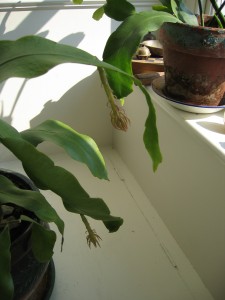 RTEmagicP_Picture_005