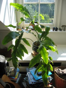 RTEmagicP_Picture_006