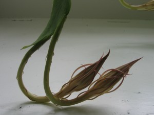 RTEmagicP_Picture_008