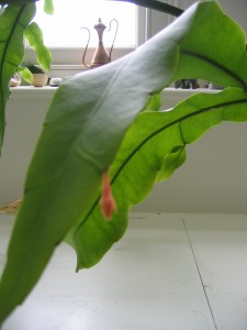 RTEmagicP_Picture_009