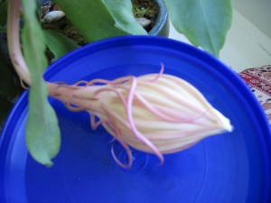 RTEmagicP_Picture_010_01