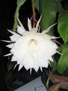 RTEmagicP_Picture_012