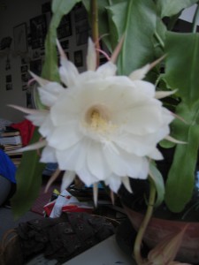 RTEmagicP_Picture_013